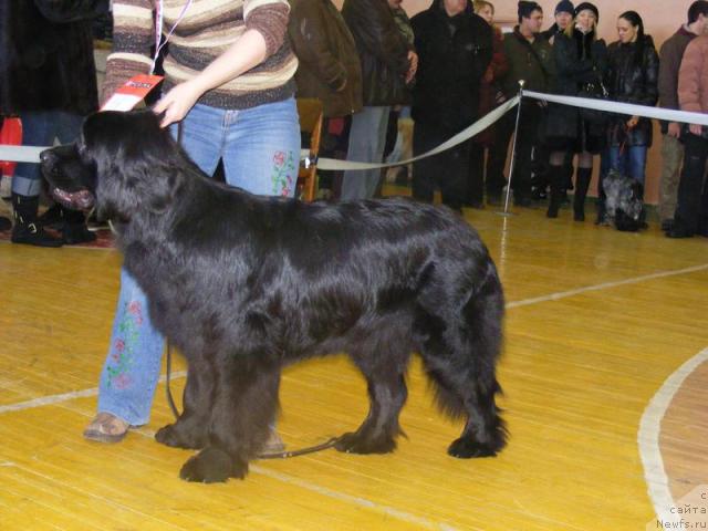 Фото: ньюфаундленд Jivopisnaya Ledi ot Marleon Dusvik (Живописная Леди от Марлеон Дусвик)