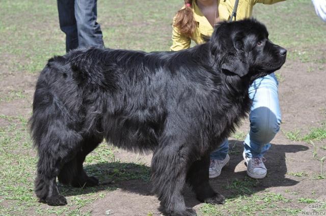 Фото: ньюфаундленд Zampl Pritti  iz Medvej'ego YAra (Зампл Притти  из Медвежьего Яра)