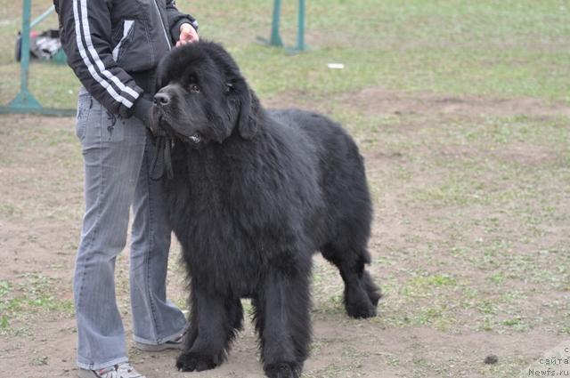 Фото: ньюфаундленд Vincent iz Medvejyego Yara (Винсент из Медвежьего Яра)