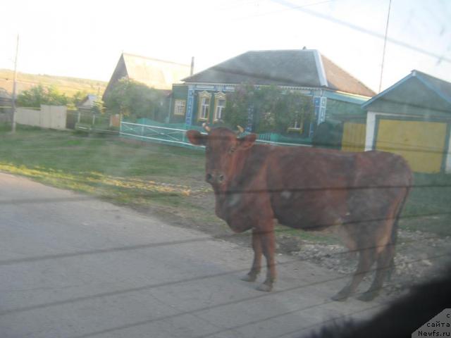 Фотография № 42946