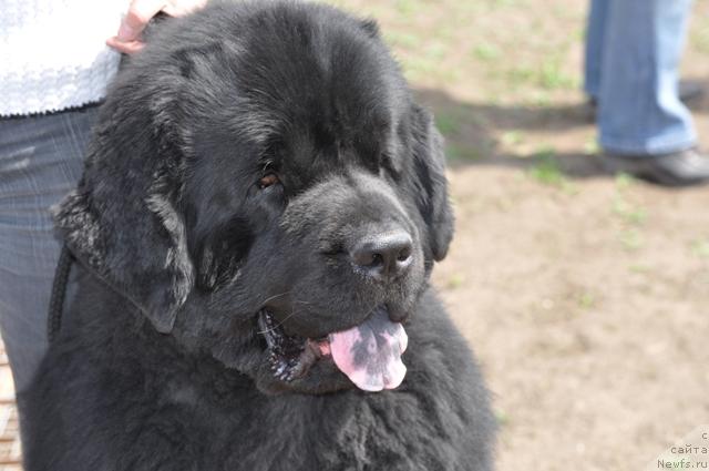 Фото: ньюфаундленд Vincent iz Medvejyego Yara (Винсент из Медвежьего Яра)