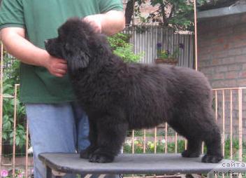 Фото: ньюфаундленд Razguljaj s Berega Dona (Разгуляй с Берега Дона)