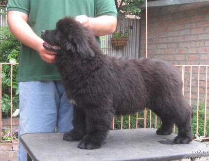 Фото: ньюфаундленд Radosvet s Berega Dona (Радосвет с Берега Дона)