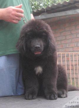 Фото: ньюфаундленд Rostovchanka s Berega Dona (Ростовчанка с Берега Дона)