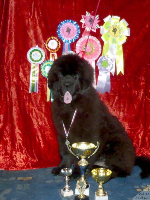 Фото: ньюфаундленд Otrada Moya ot Sibirskogo Medvedya (Отрада Моя от Сибирского Медведя)