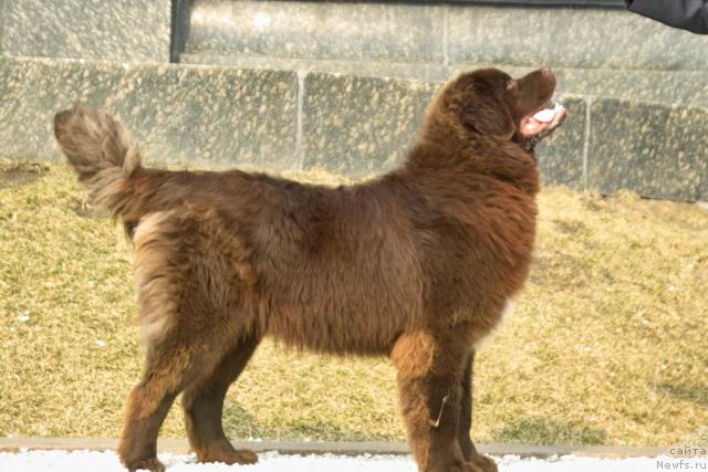 Фото: ньюфаундленд Povelitel' Velikih Ozer (Повелитель Великих Озер)