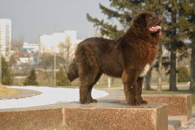 Фото: ньюфаундленд Povelitel' Velikih Ozer (Повелитель Великих Озер)