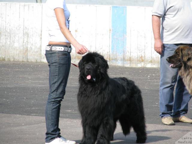 Фото: ньюфаундленд Imidj iz Medvej'ego YAra (Имидж из Медвежьего Яра)