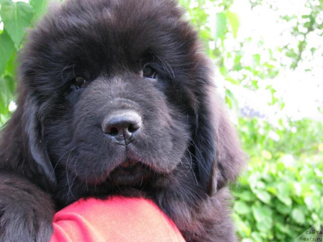 Фотография № 43003