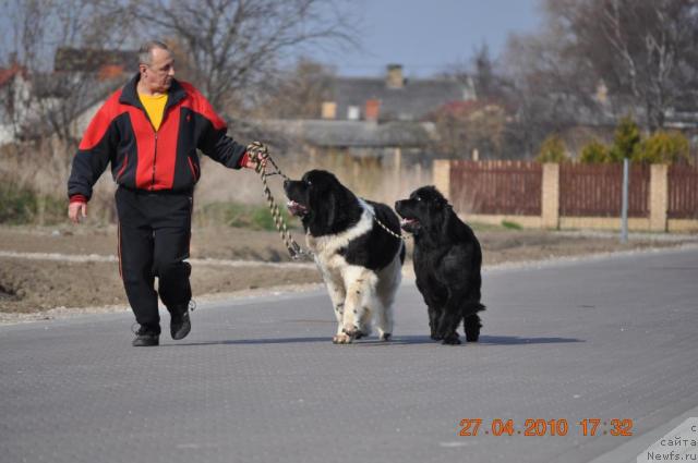 Фото: ньюфаундленд Zidan Clark Zvezdnij Dar, ньюфаундленд Zvezda Rostova s Berega Dona (Звезда Ростова с Берега Дона)