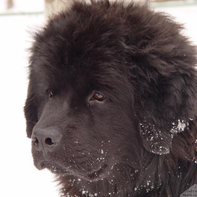 Фото: ньюфаундленд Afelina Fenichka Princessa Sibiri (Афелина Феничка Принцесса Сибири)