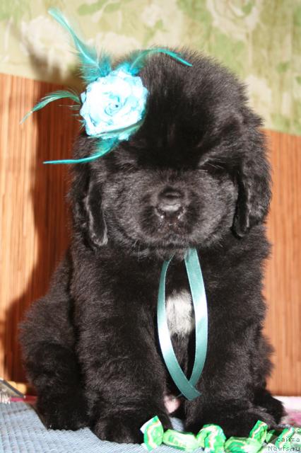 Фото: Бегущая по волнам Хаста ла Виста