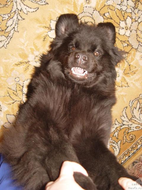 Фото: ньюфаундленд Afelina Fenichka Princessa Sibiri (Афелина Феничка Принцесса Сибири)