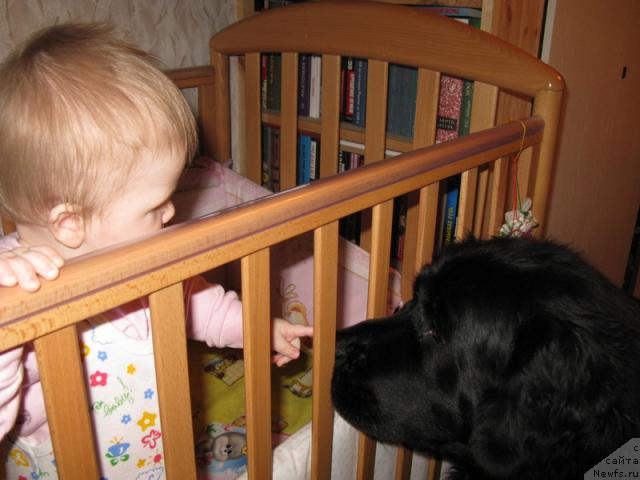 Фото: ньюфаундленд Azazel' Nejnyiy Cvetok (Азазель Нежный Цветок)