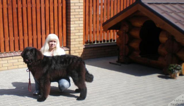 Фото: ньюфаундленд Ochen' Vajnaya Persona (Очень Важная Персона), Anna Portnyakova (Анна Портнякова)
