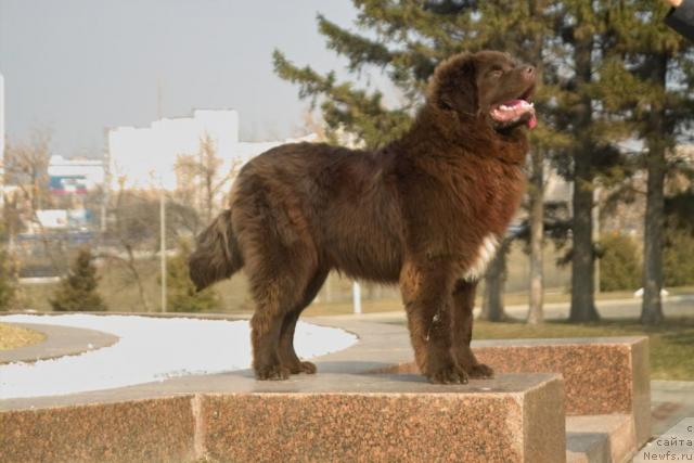 Фото: ньюфаундленд Povelitel' Velikih Ozer (Повелитель Великих Озер)
