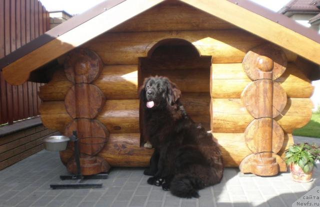 Фото: ньюфаундленд Ochen' Vajnaya Persona (Очень Важная Персона)