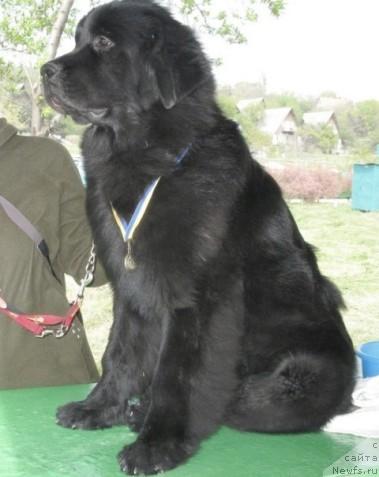 Фото: ньюфаундленд Zagadka Dominika Kara Deniz (Загадка Доминика Кара Дениз)
