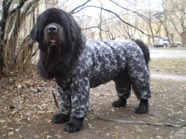 Фото: ньюфаундленд Super Bizon Armani (Супер Бизон Армани)