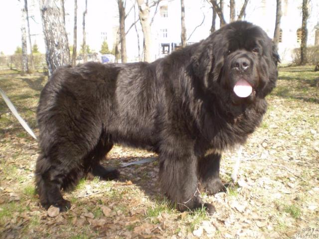 Фото: ньюфаундленд Super Bizon Armani (Супер Бизон Армани)