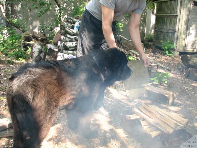 Фото: ньюфаундленд Akcello Faithful Friend Aqua Pearl