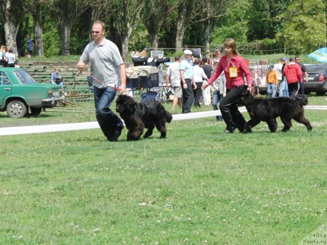 Фото: ньюфаундленд Zlatobor Bogatyr Kara Deniz (Златобор Богатырь Кара Дениз), ньюфаундленд Zolotko Mishel Kara Deniz (Золотко Мишель Кара Дениз)