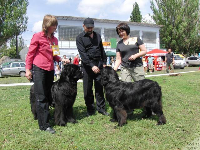 Фото: ньюфаундленд Assol Anjelika (Ассоль Анжелика), ньюфаундленд Maryana Bolshoj Malysh (Марьяна Большой Малыш)