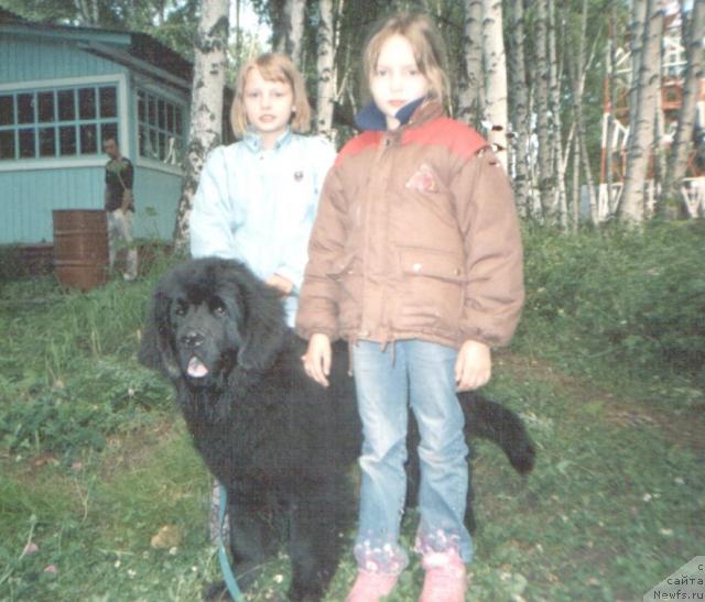 Фото: ньюфаундленд Vincent iz Medvejyego Yara (Винсент из Медвежьего Яра), Irina Gnatyuk (Ирина Гнатюк)