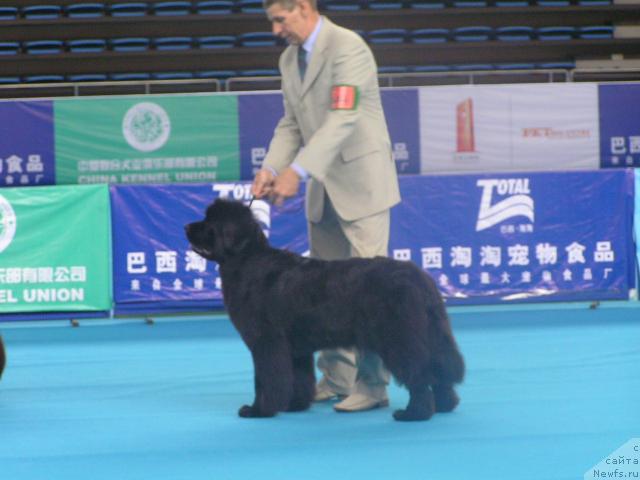 Фото: ньюфаундленд Interio Souri iz Medvejyego Yara (Интерио Соури из Медвежьего Яра), YUriy Rahtienko (Юрий Рахтиенко)