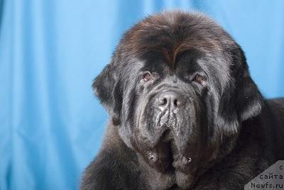 Фото: ньюфаундленд Lunnaya Sonata iz Plemeni Kedra (Лунная Соната из Племени Кедра)