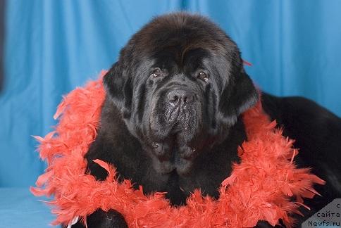 Фото: ньюфаундленд Lunnaya Sonata iz Plemeni Kedra (Лунная Соната из Племени Кедра)