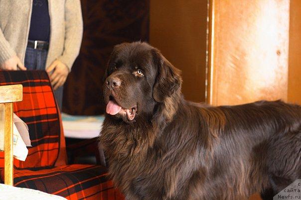 Фото: ньюфаундленд Lesnaja Skazka Korolevskiy Medved (Лесная Сказка Королевский Медведь)