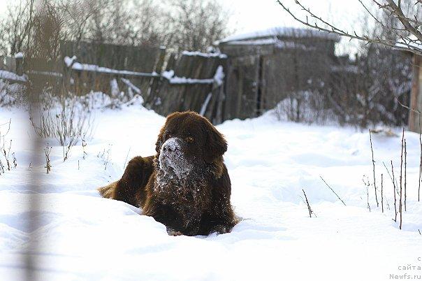 Фото: ньюфаундленд Lesnaja Skazka Korolevskiy Medved (Лесная Сказка Королевский Медведь)