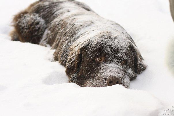 Фото: ньюфаундленд Lesnaja Skazka Korolevskiy Medved (Лесная Сказка Королевский Медведь)