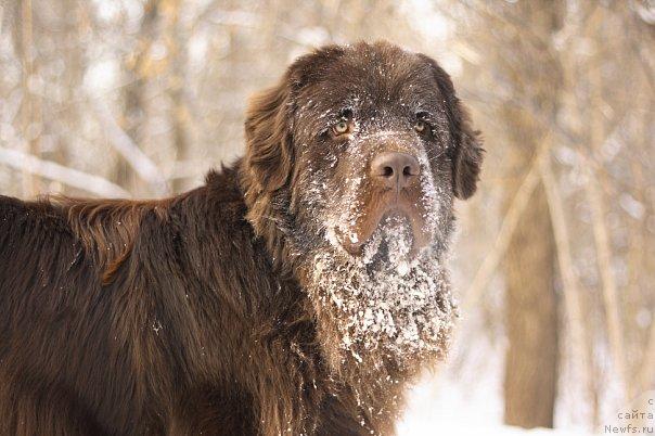 Фото: ньюфаундленд Lesnaja Skazka Korolevskiy Medved (Лесная Сказка Королевский Медведь)