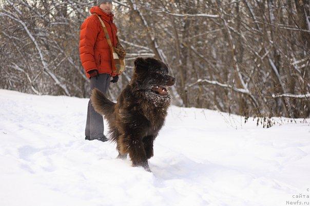Фото: ньюфаундленд Lesnaja Skazka Korolevskiy Medved (Лесная Сказка Королевский Медведь)