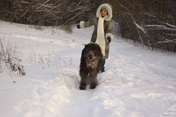 Фото: ньюфаундленд Lesnaja Skazka Korolevskiy Medved (Лесная Сказка Королевский Медведь), Svetlana Samarceva (Светлана Самарцева)