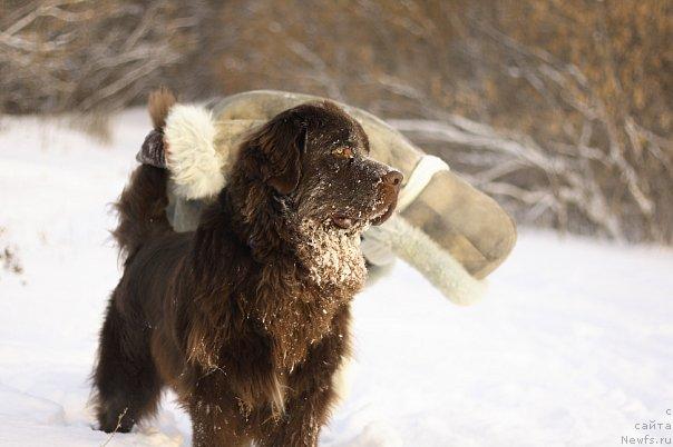 Фото: ньюфаундленд Lesnaja Skazka Korolevskiy Medved (Лесная Сказка Королевский Медведь), Svetlana Samarceva (Светлана Самарцева)