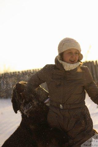 Фото: ньюфаундленд Lesnaja Skazka Korolevskiy Medved (Лесная Сказка Королевский Медведь)