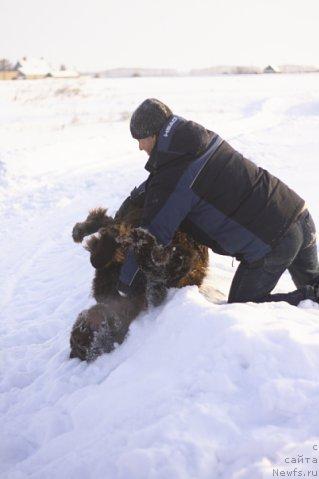 Фото: ньюфаундленд Lesnaja Skazka Korolevskiy Medved (Лесная Сказка Королевский Медведь), Dmitriy Samarcev (Дмитрий Самарцев)