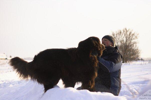 Фото: ньюфаундленд Lesnaja Skazka Korolevskiy Medved (Лесная Сказка Королевский Медведь), Dmitriy Samarcev (Дмитрий Самарцев)