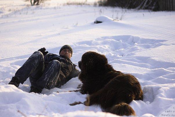 Фото: ньюфаундленд Lesnaja Skazka Korolevskiy Medved (Лесная Сказка Королевский Медведь), Dmitriy Samarcev (Дмитрий Самарцев)