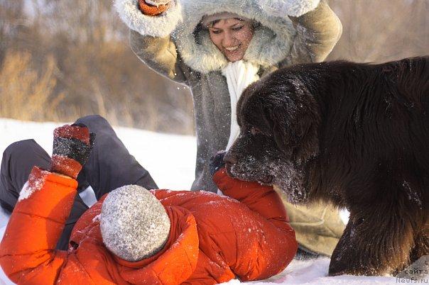 Фото: ньюфаундленд Lesnaja Skazka Korolevskiy Medved (Лесная Сказка Королевский Медведь), Svetlana Samarceva (Светлана Самарцева), Сережа