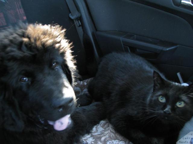 Фотография № 43125