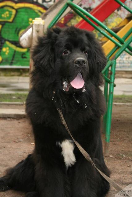 Фотография № 43126