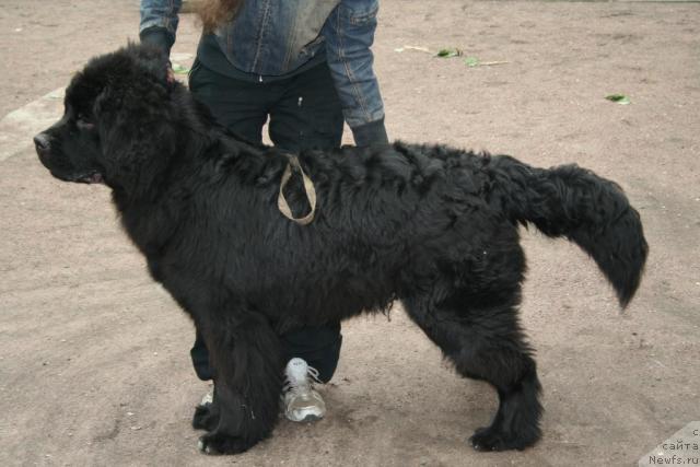 Фотография № 43127