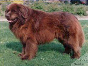 Фото: ньюфаундленд Django van de Oude Kazerne