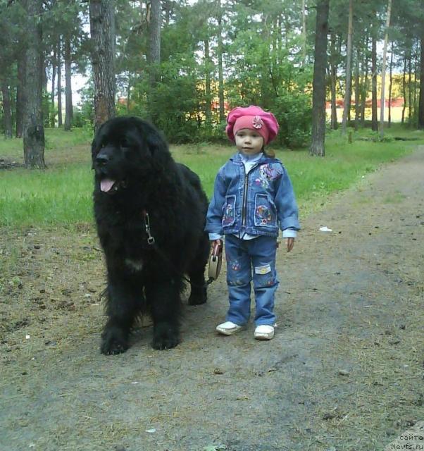 Фото: ньюфаундленд Hamyeni iz Medvej'ego yara (Хамэни из Медвежьего яра)