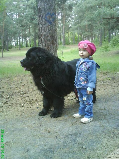 Фото: ньюфаундленд Hamyeni iz Medvej'ego yara (Хамэни из Медвежьего яра)