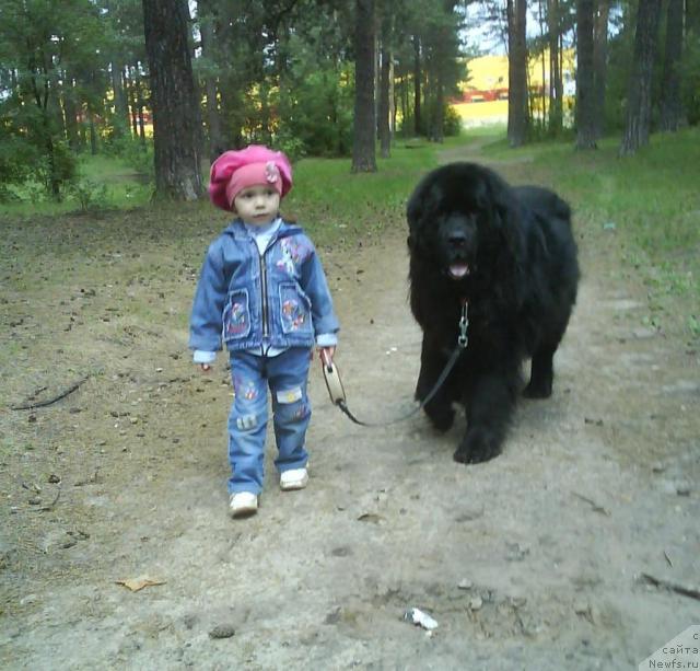 Фото: ньюфаундленд Hamyeni iz Medvej'ego yara (Хамэни из Медвежьего яра)